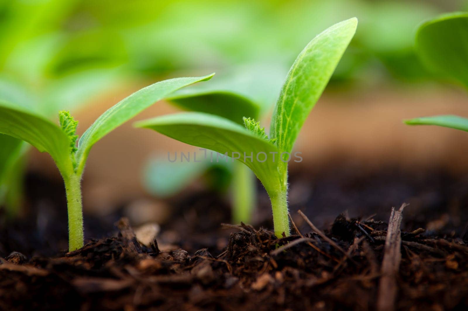 Macro shot of sprouted seedlings of cucumber in universal earth, ready for planting in vegetable garden in open ground. Agriculture. Cultivation of organic vegetables in greenhouse. Web banner by artgf