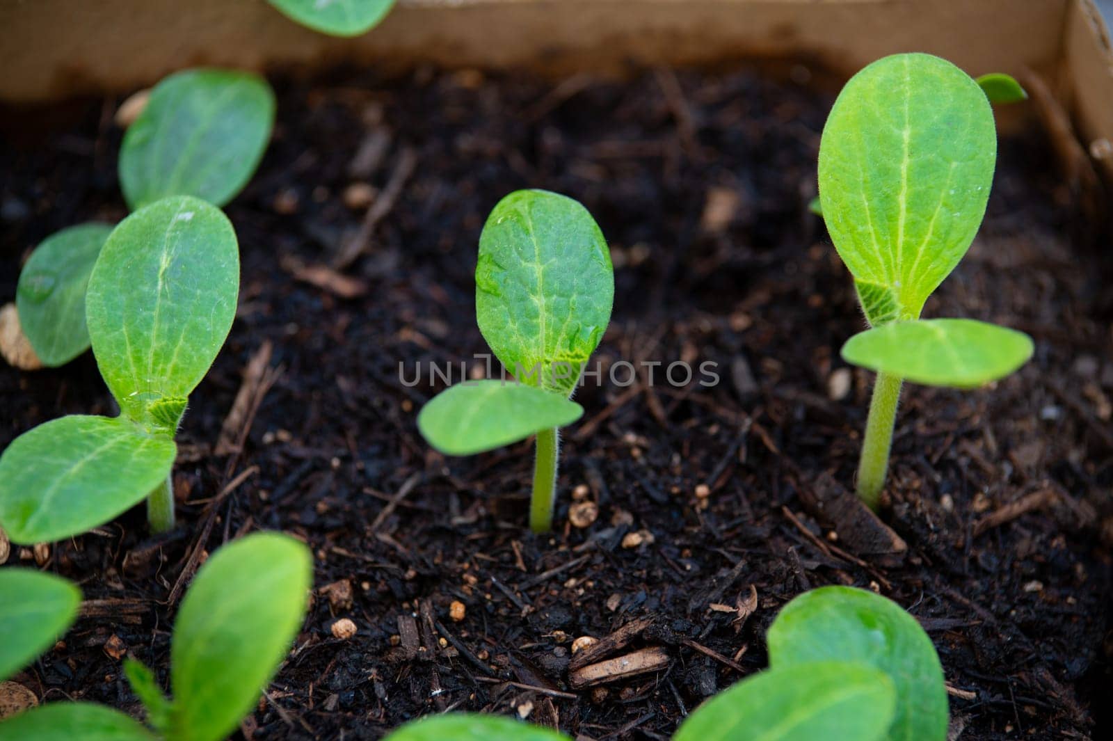 View from above of sprouted seedlings of cucumber in universal earth, ready for planting in vegetable garden in open ground. Cultivation of organic vegetables in greenhouse. Agriculture. Web banner