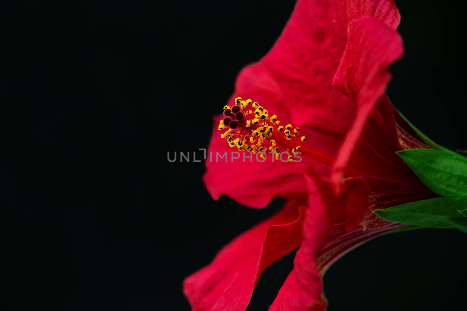Close-up side macro shot of vibrant red hibiscus flower, Sudanese rose with yellow pollens, isolated over black background with free advertising space. Floral backdrop. Floriculture.