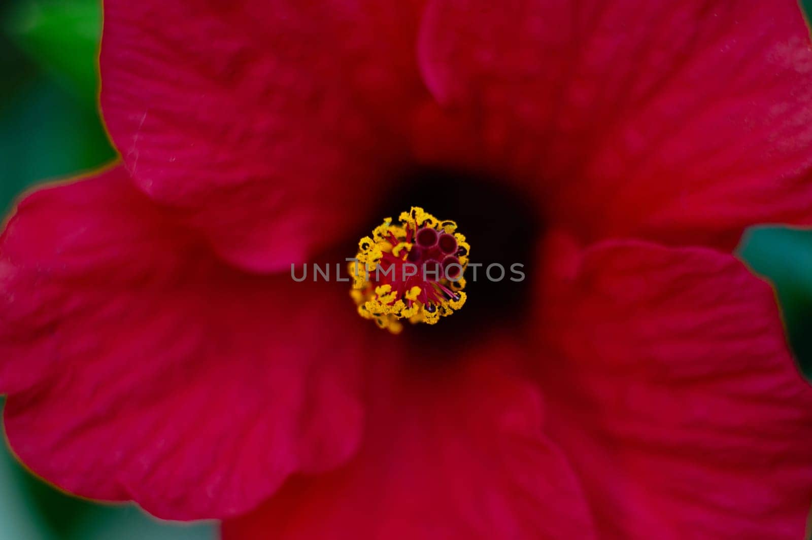 Close-up shot of Sudanese rose or the red hibiscus by artgf