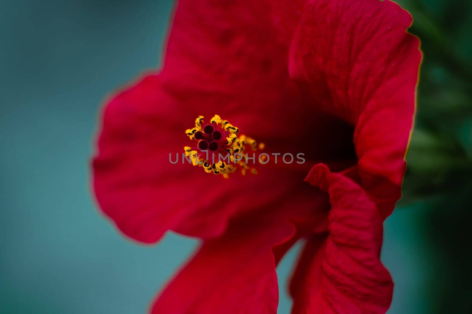 Macro photography of red hibiscus flower or Sudanese rose. Flowers background