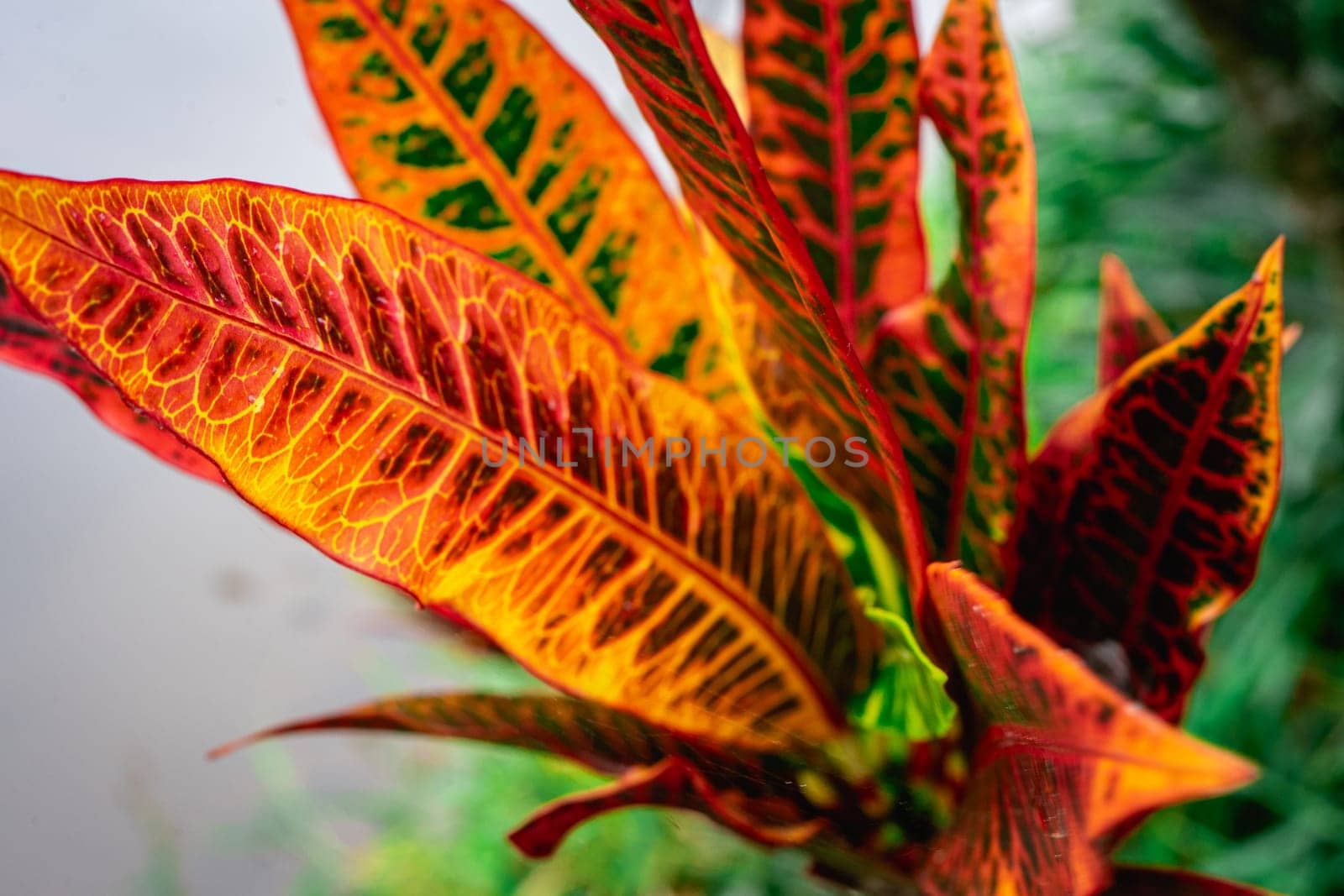 Close Up background of tropical plants with colors, at the Botanical Garden at São Paulo, Brazil.