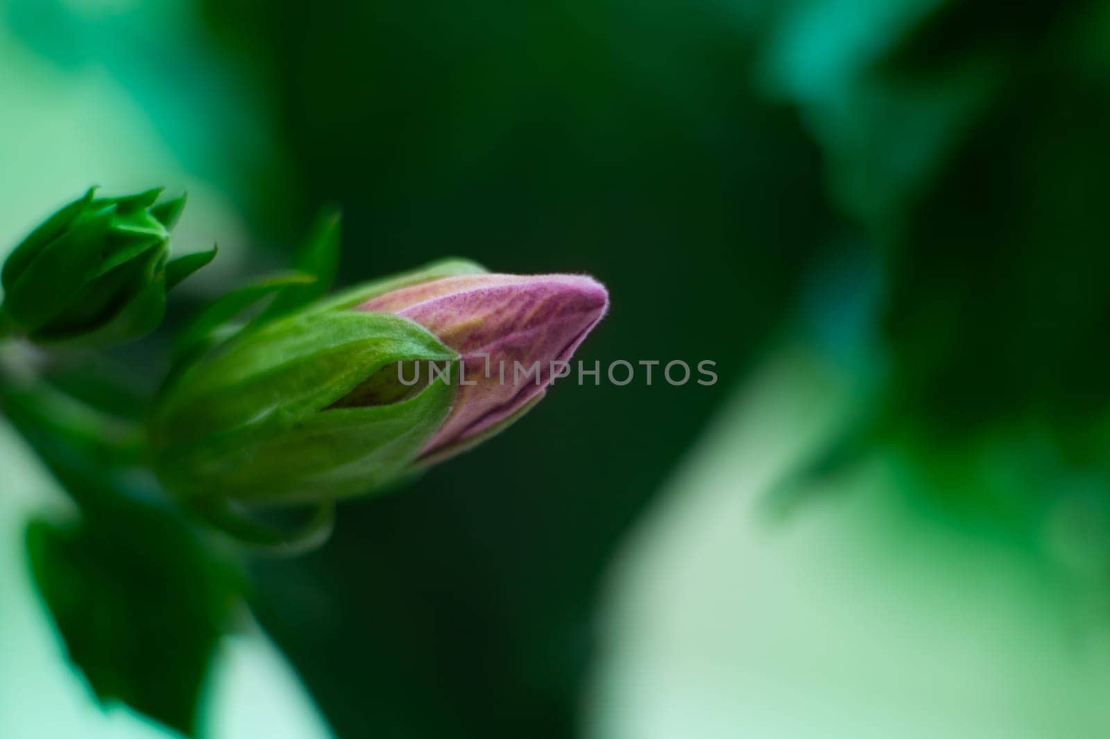 Closed bud of blooming red hibiscus flower of Sudanese rose aver green background by artgf