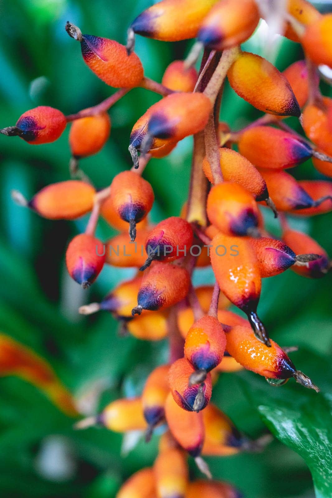 Close Up background of tropical plants with colors, at the Botanical Garden at São Paulo, Brazil.