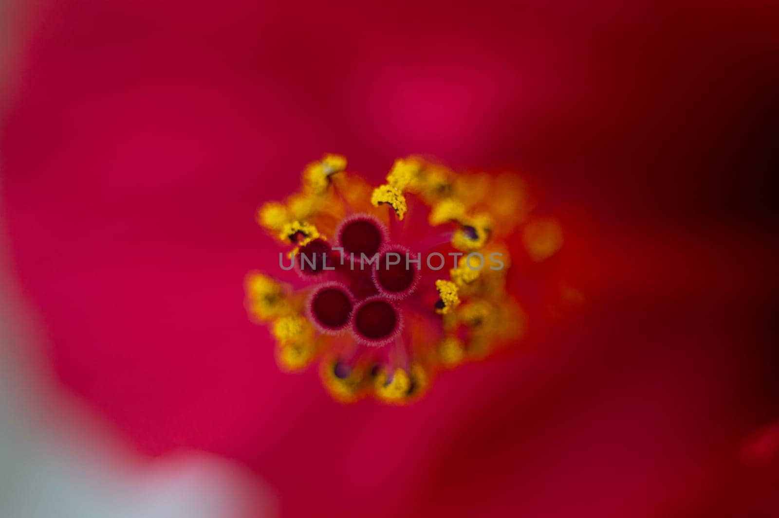 Focus on yellow pistils with stamens of red hibiscus flower or Sudanese rose. Floral Background. Macro photography. Web banner by artgf