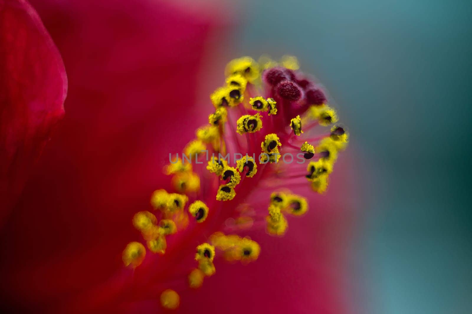 Selective focus on yellow pistils with stamens of red hibiscus flower or Sudanese rose. Floral Background. Macro photography. Web banner
