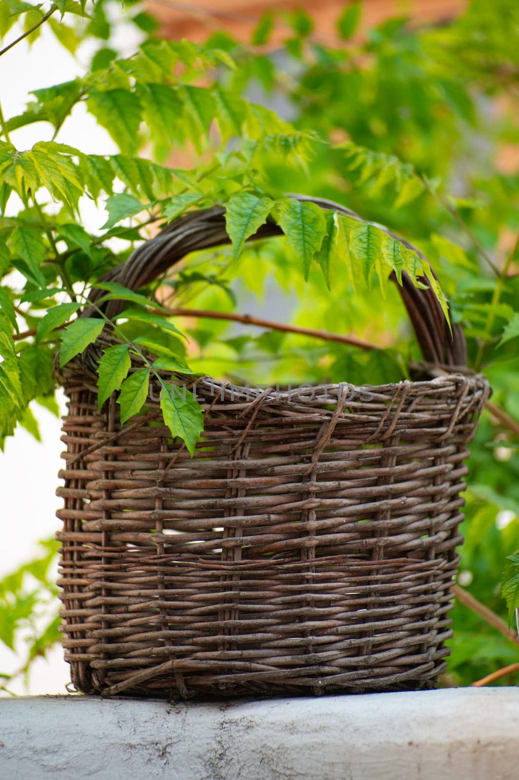 A wicker basket in the backyard garden with branch with green leaves on the foreground. Gardening concept