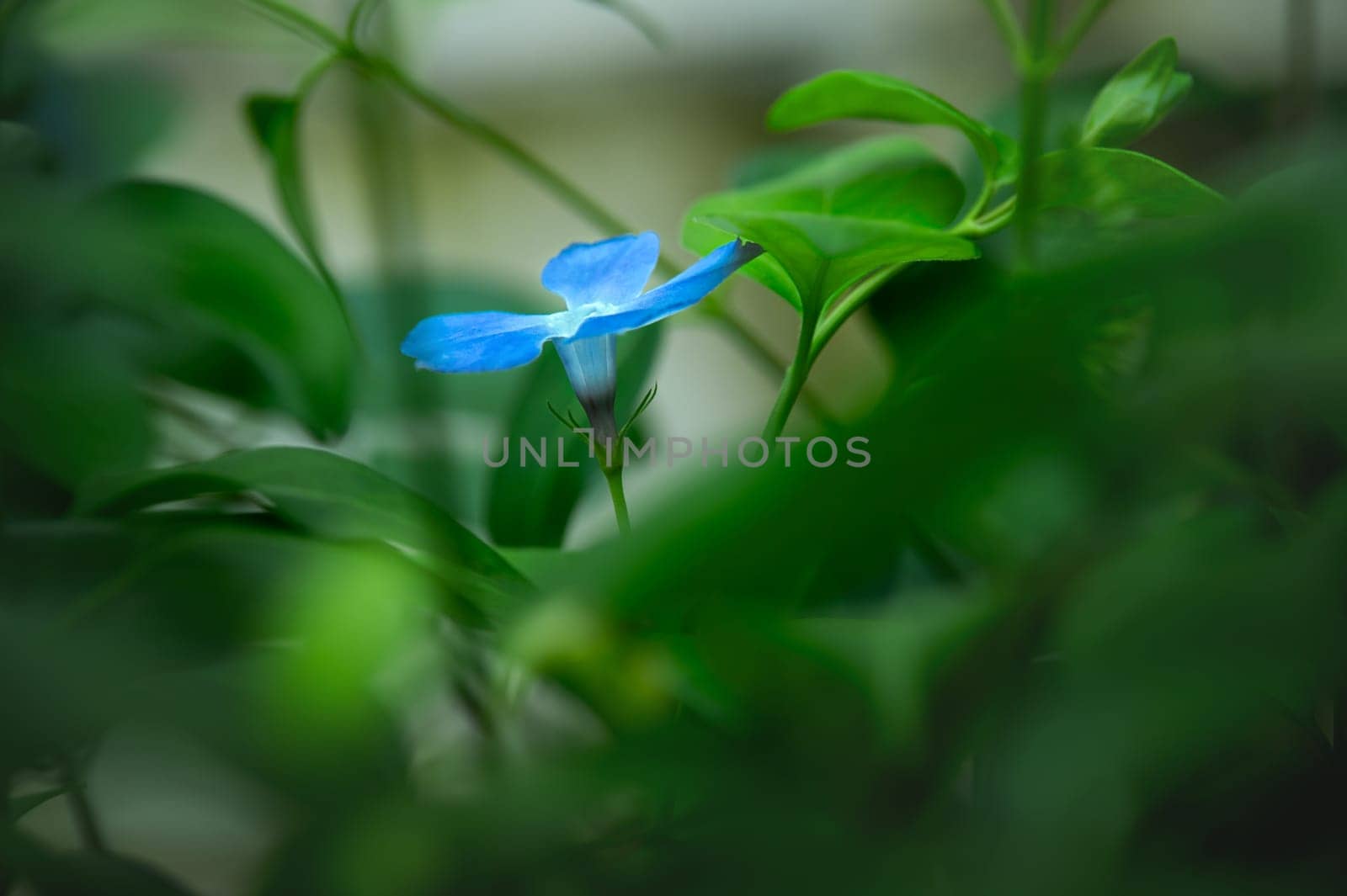 Floral background. Beautiful blue flower in the spring in the backyard.