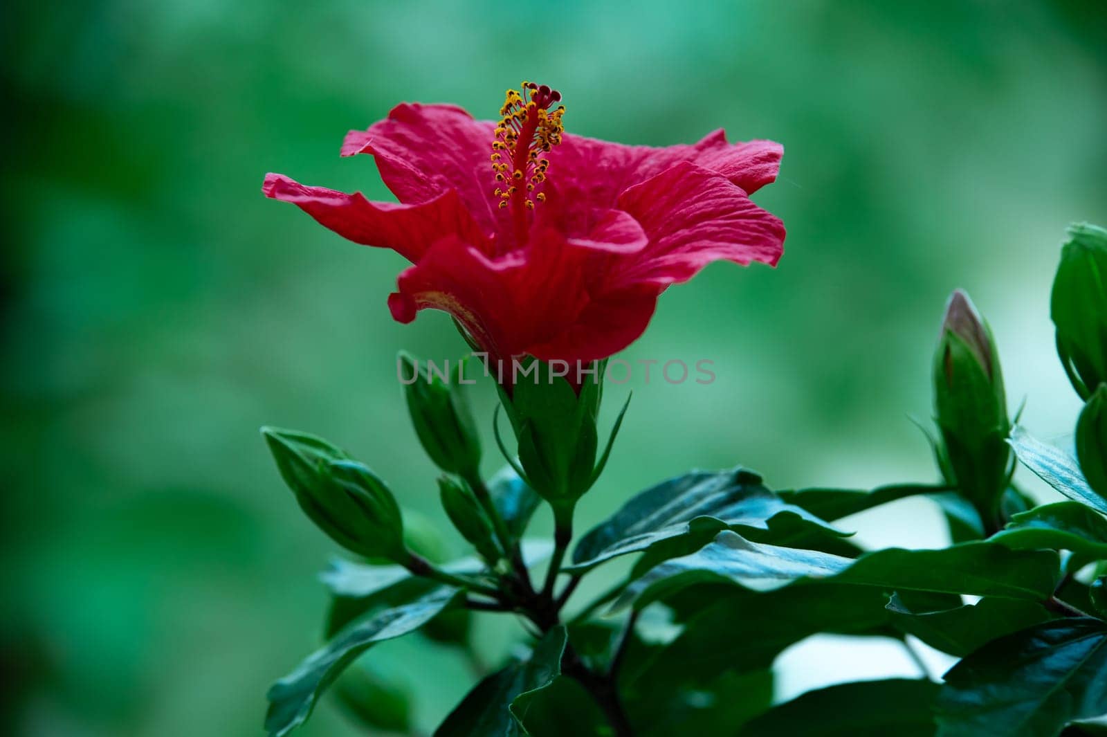 Blooming Sudanese rose or red Hibiscus flower. Nature and floral background