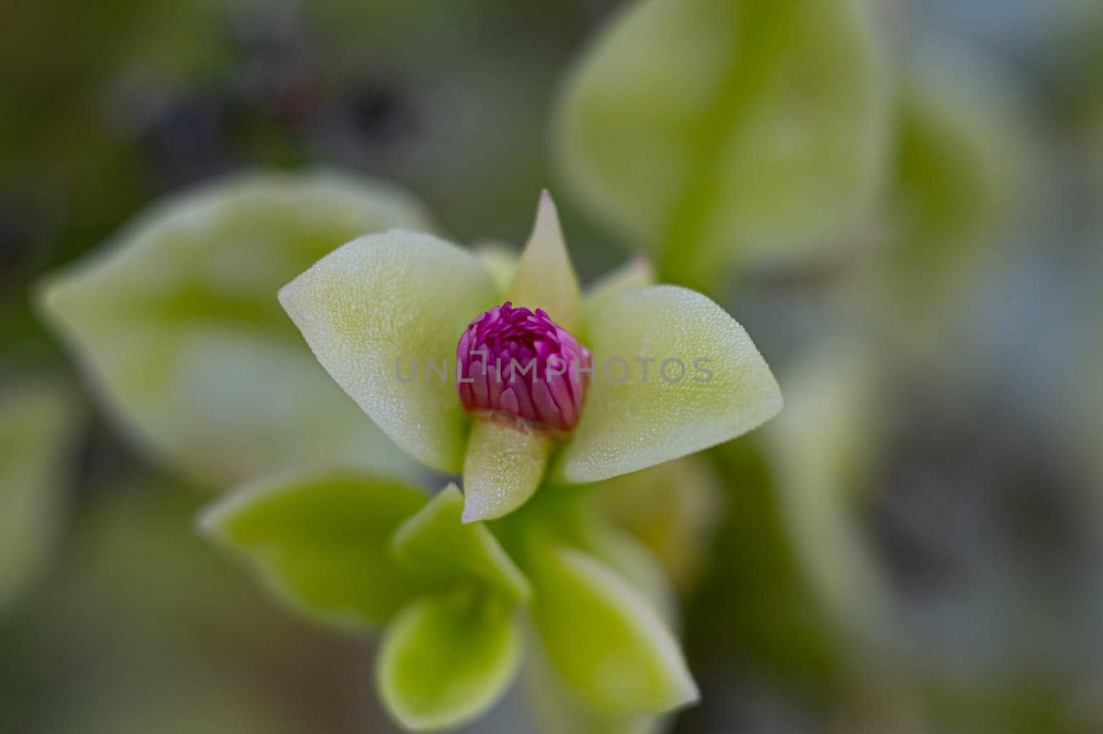 Floral background. Beautiful succulent flower plant.