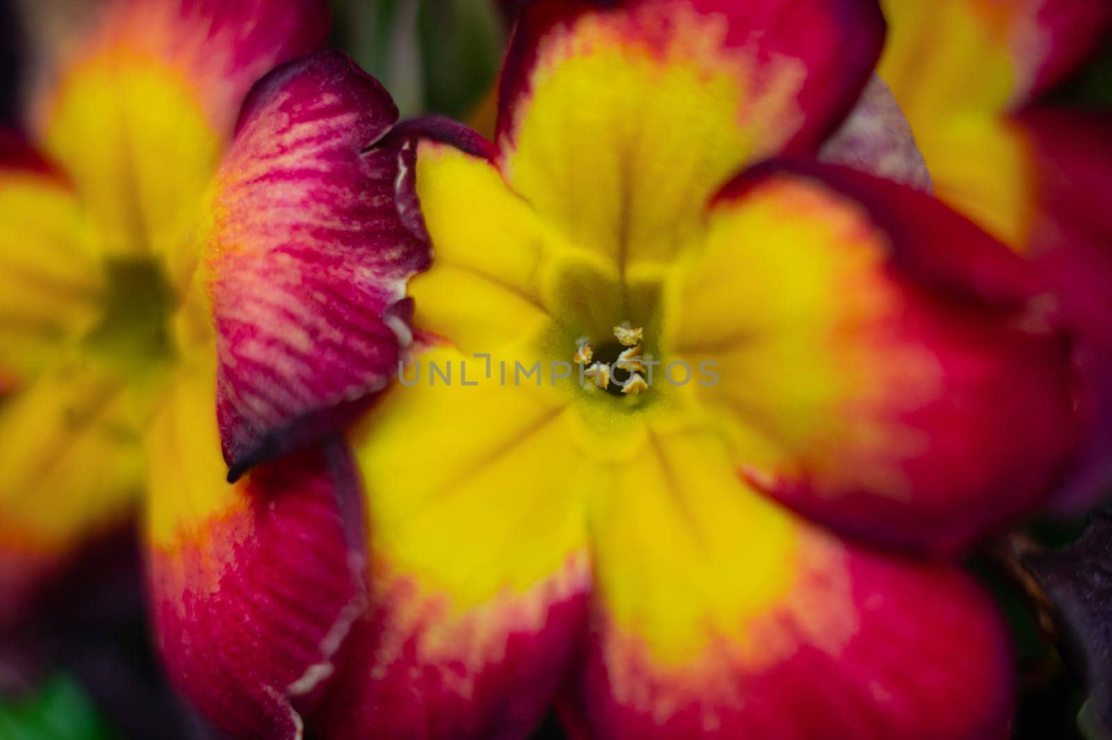 Red and yellow petunia flower close-up. Floral background.