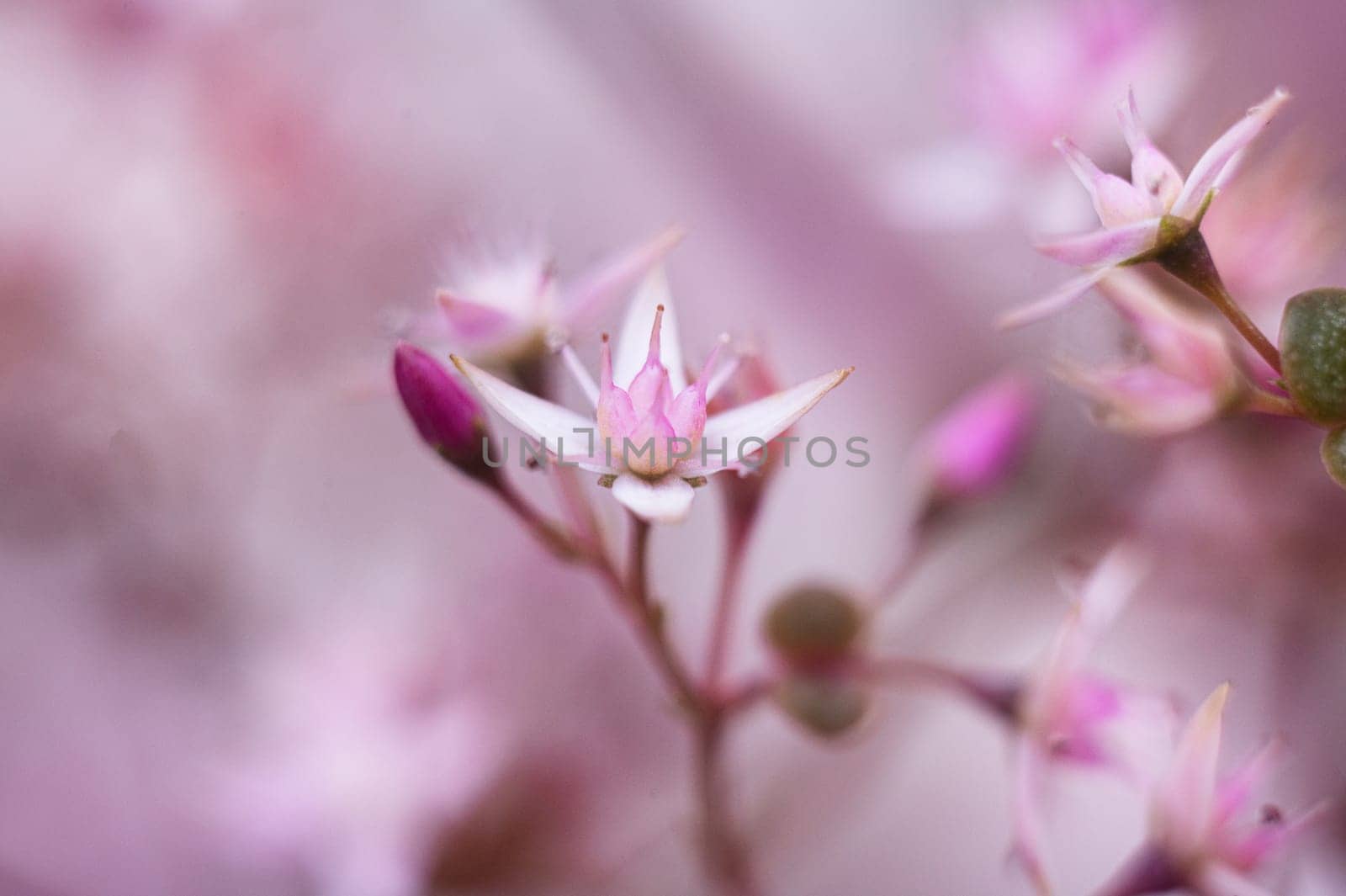 Floral background. Beautiful pink flower in the spring in the backyard by artgf