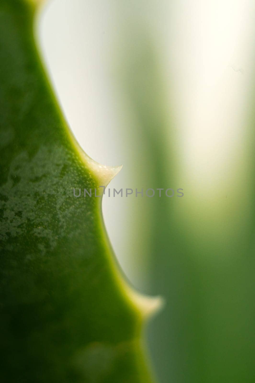 Extreme close-up of green succulent leaf of aloe vera flower exotic tropical plant with texture, isolated white background.