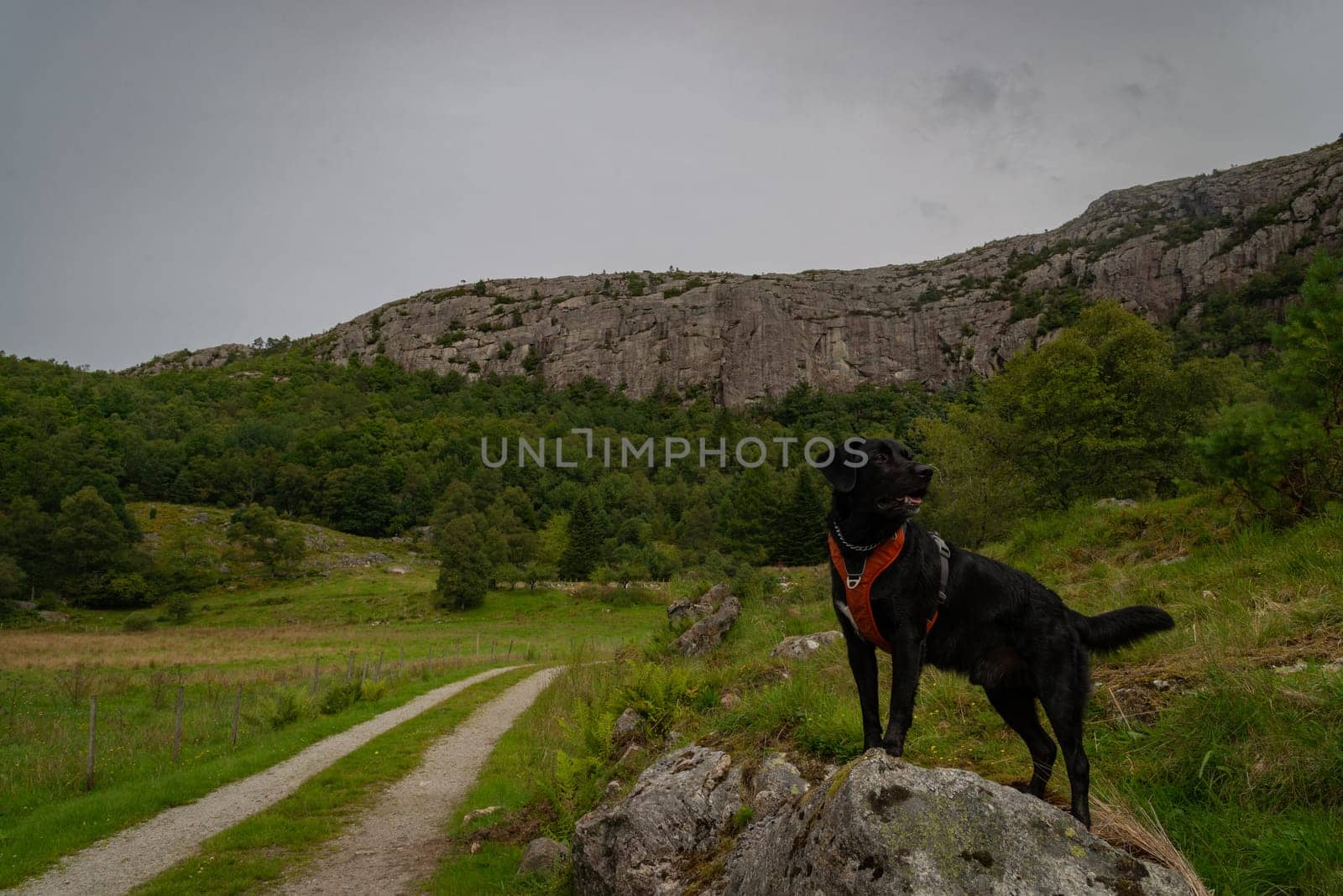 Black Labrador Exploring Scenic Mountainous Countryside by JavierdelCanto