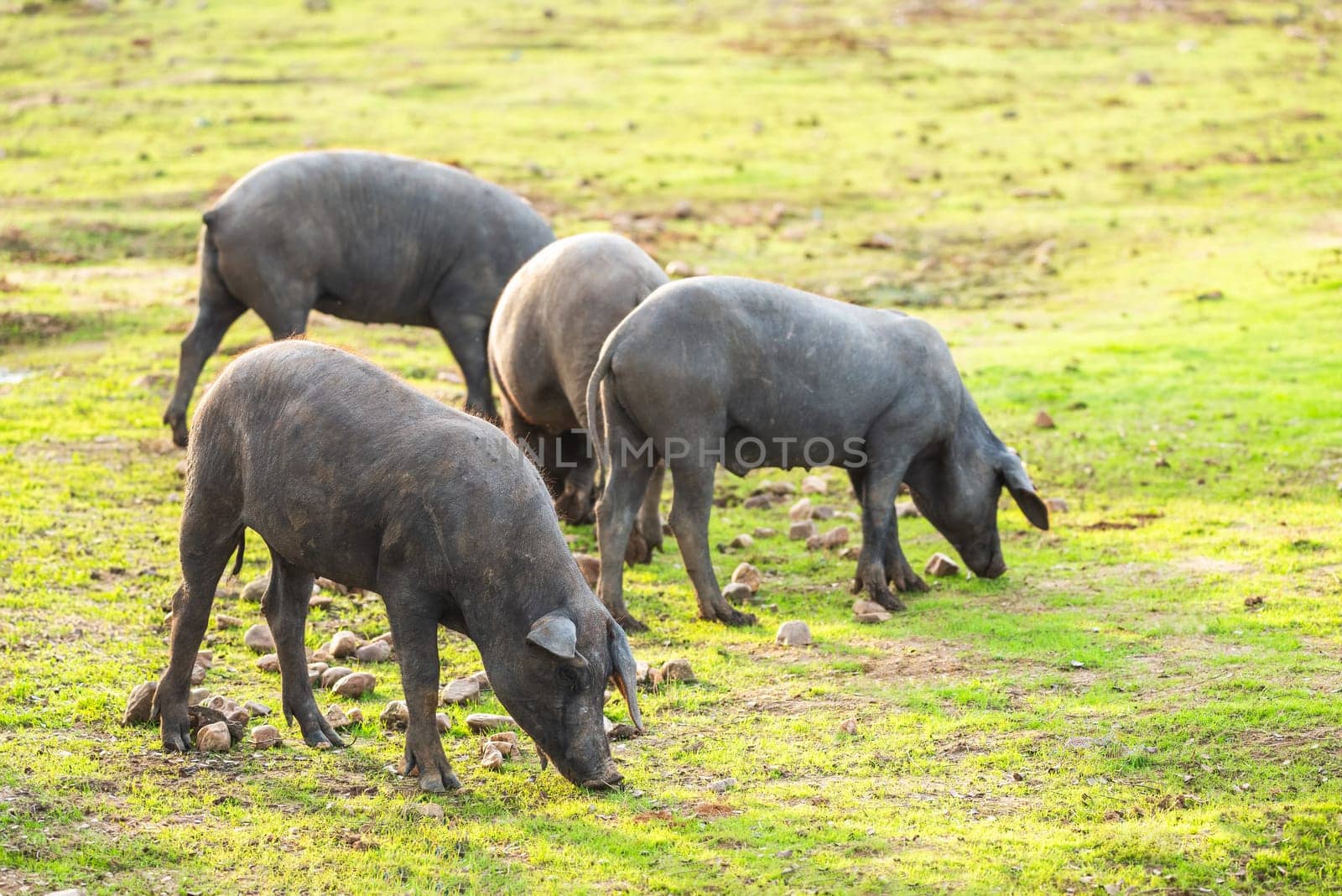 Pigs graze on farm in countryside of navalvillar de pela,  Extremadura