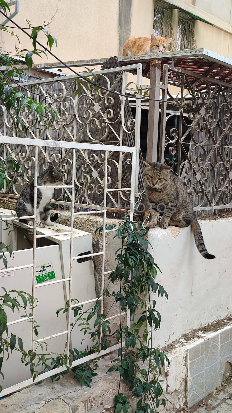 yard street, metal fence lattice, two cats pets by Ply