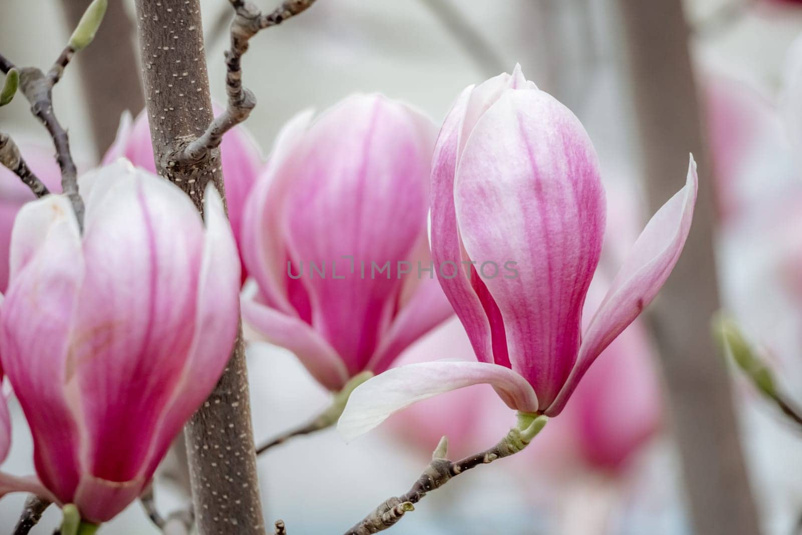 Magnolia Sulanjana flowers with petals in the spring season. the beautiful pink magnolia flowers in spring, selective focusing.