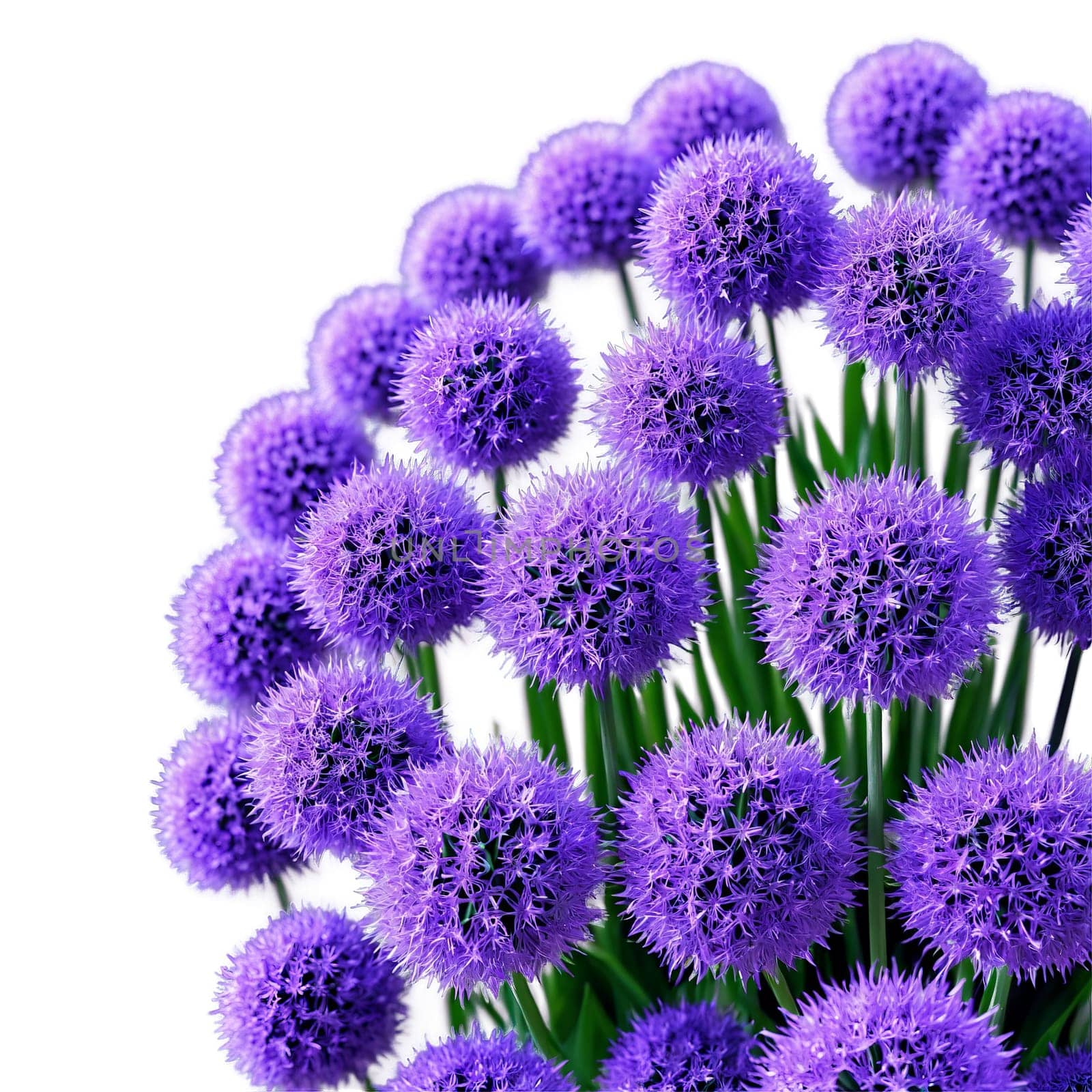 Purple allium dense spherical clusters of small star shaped flowers Allium giganteum by Matiunina