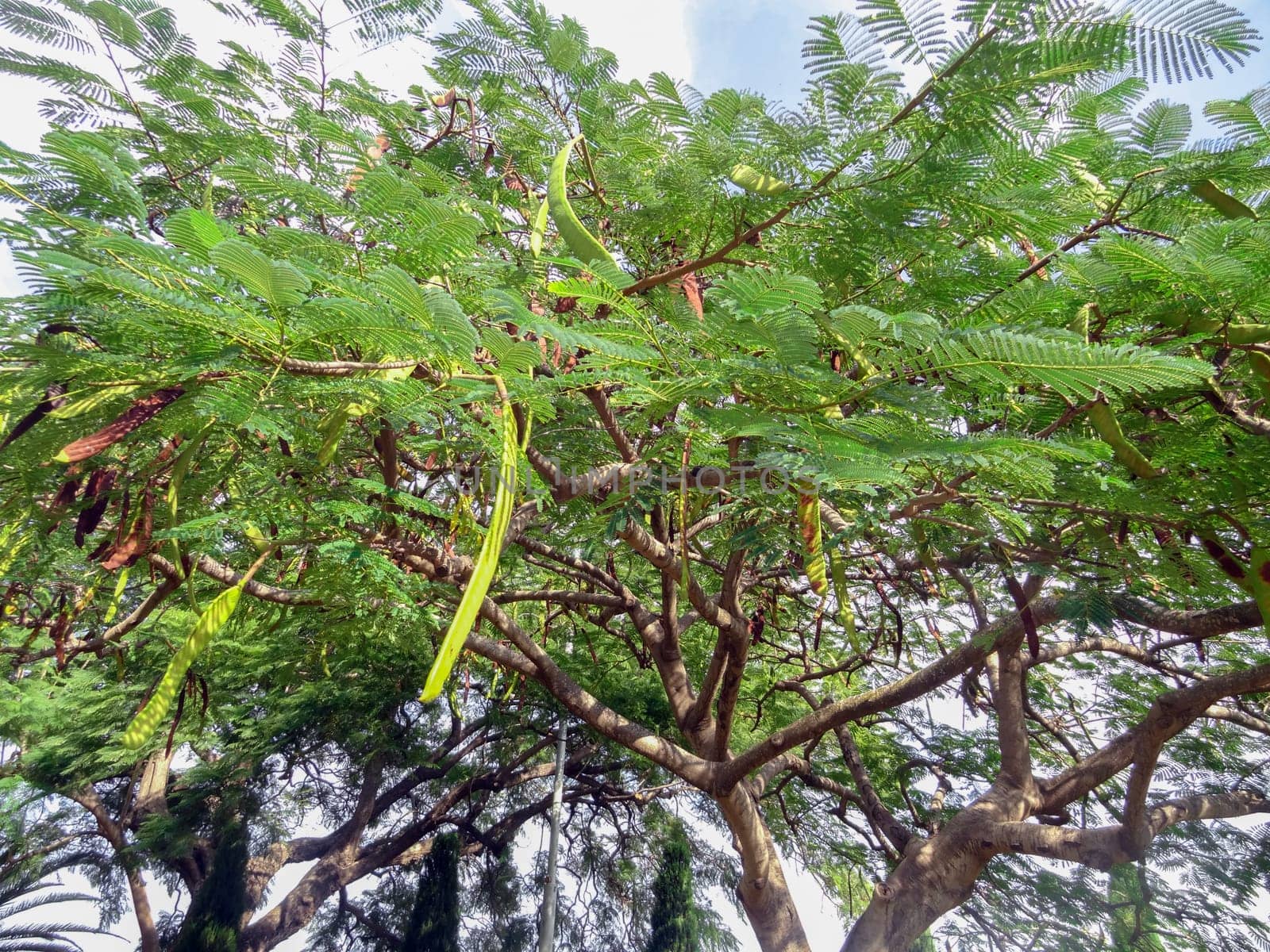 Beautiful carob tree in the park on a sunny day. High quality photo
