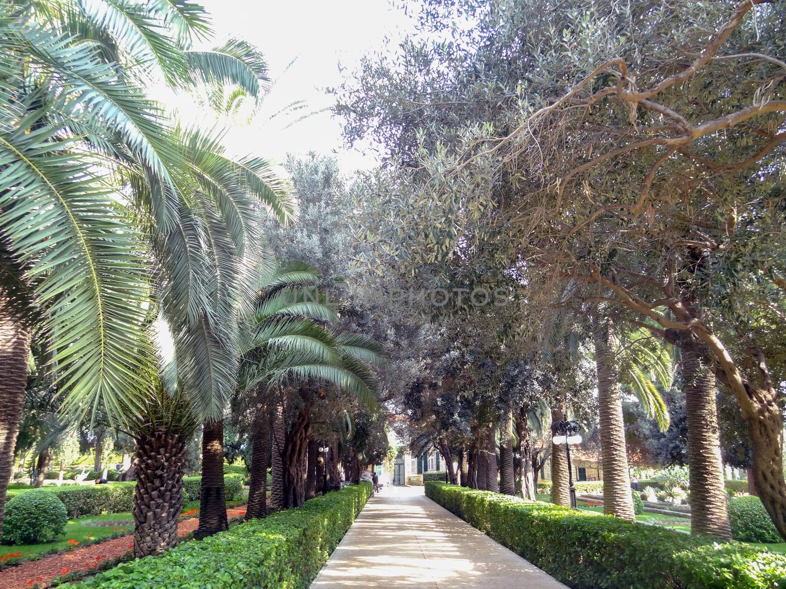 Path in the park with flowers and palm trees on a sunny summer day. High quality photo