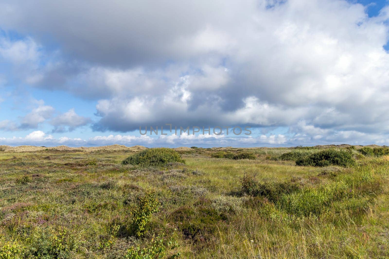 Natural landscape with sand dunes covered with bushes and grass.