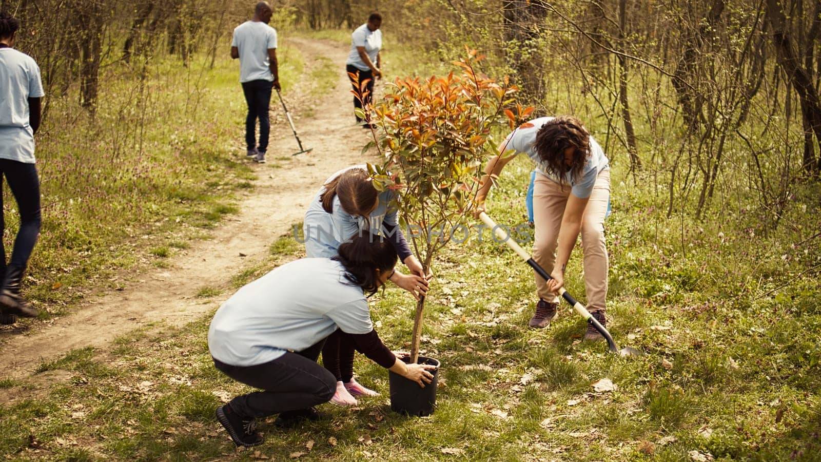 Climate activists planting new trees in a woodland ecosystem, digging holes and putting seedlings in the ground. Volunteers working on preserving nature and protecting the environment. Camera B.