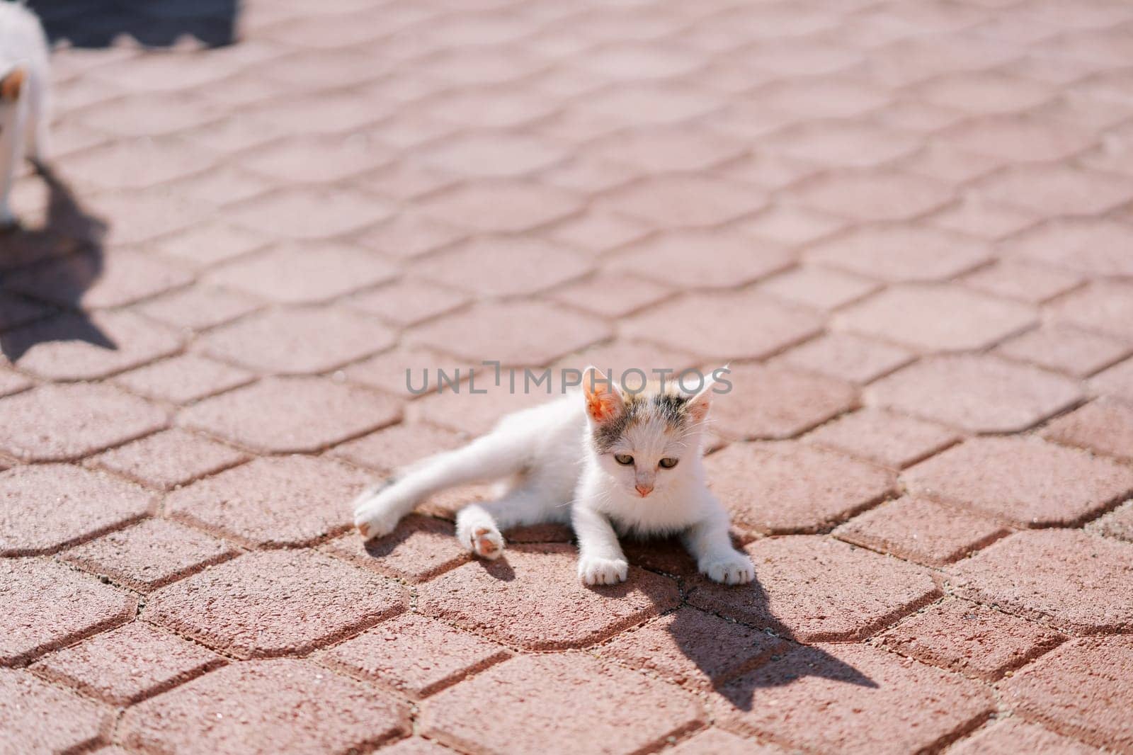 Small white kitten lies on the sunny paving stones and looks forward. High quality photo