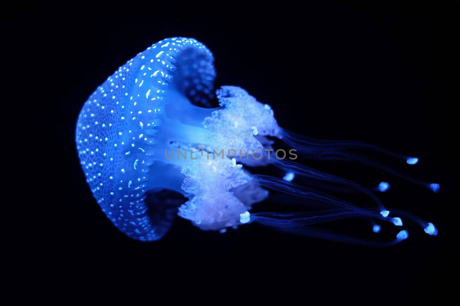 Tropical Jellyfish Phyllorhiza punctata white-spotted jellyfish underwater by dimol