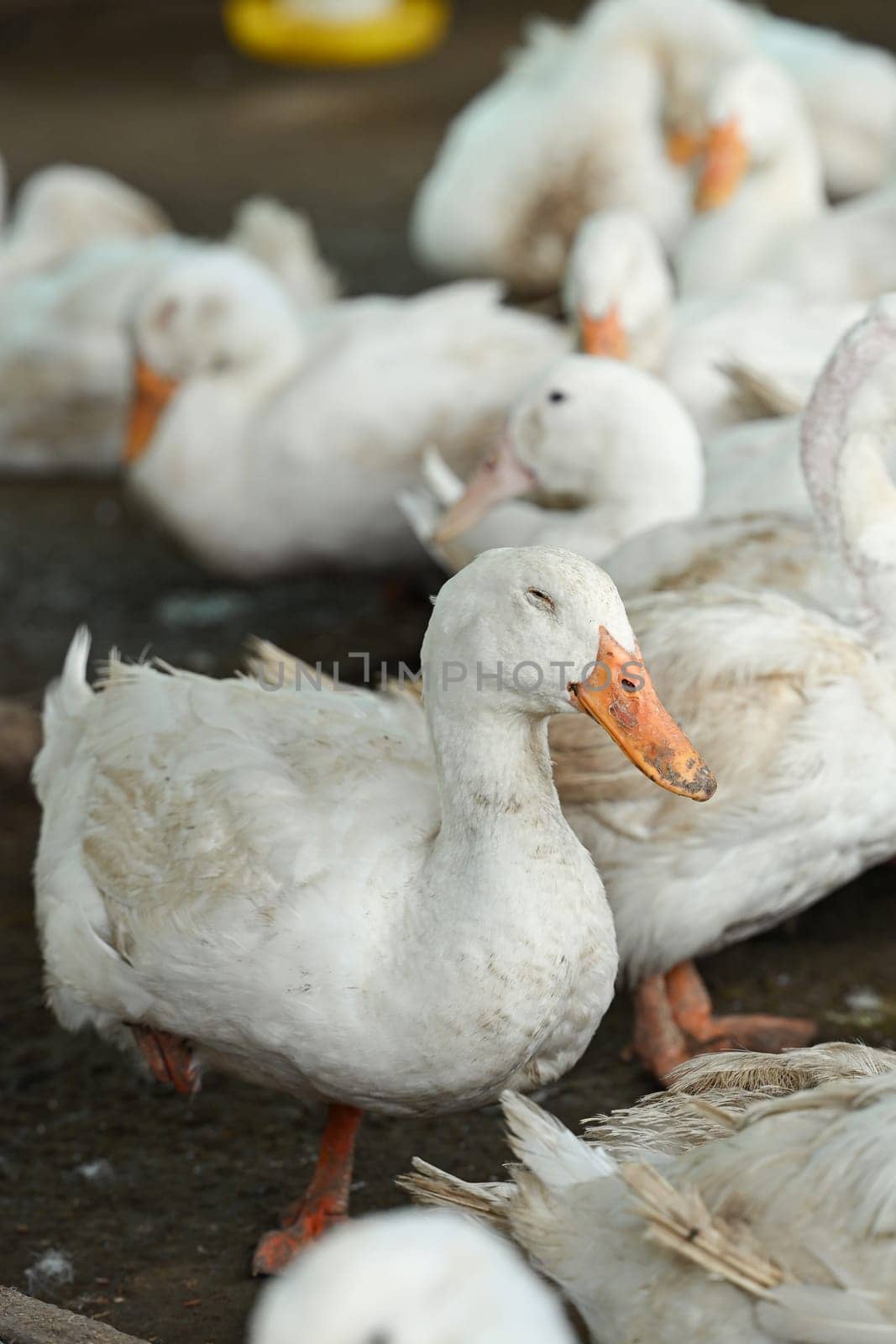 Flock of ducks on the rural farm. Poultry and subsistence farming concept