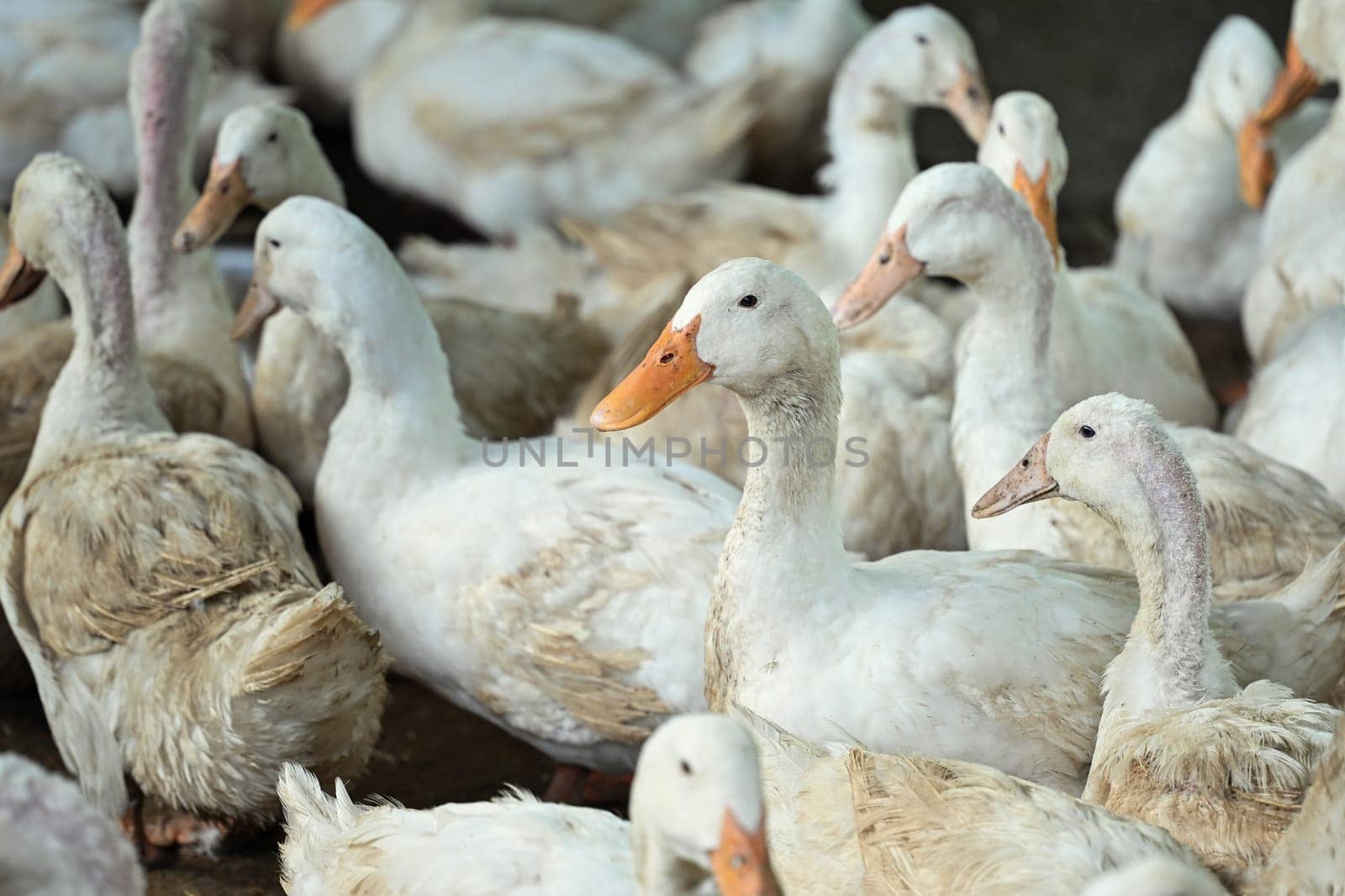 Flock of ducks on the rural farm. Poultry and subsistence farming concept