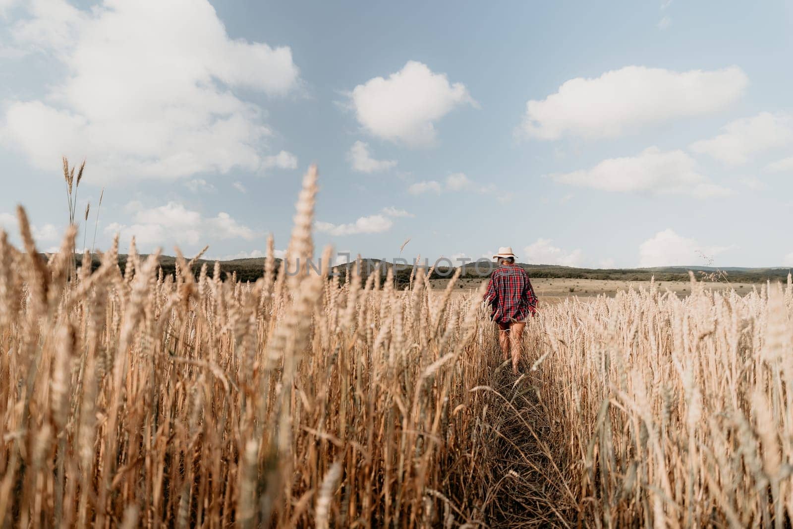 Woman farmer walks through a wheat field at sunset, touching green ears of wheat with his hands. Hand farmer is touching ears of wheat on field in sun, inspecting her harvest. Agricultural business.