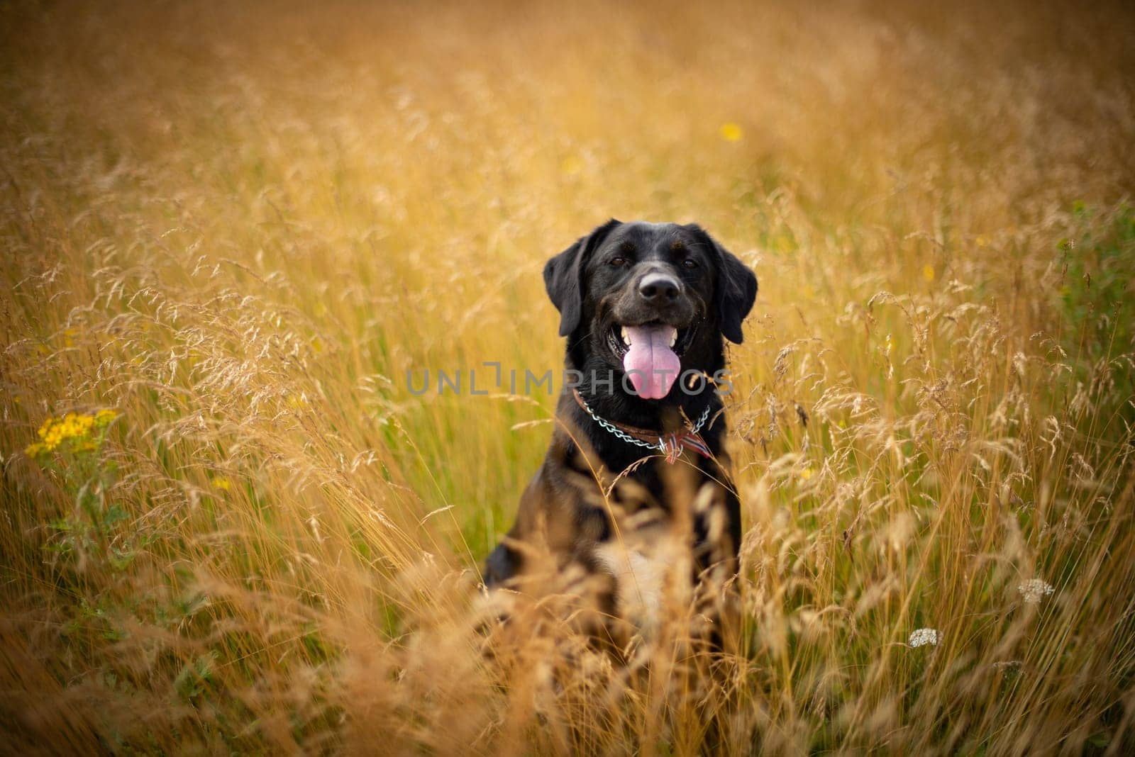 A joyful black Labrador retriever sitting amidst tall, golden grass in a field, with its tongue out, enjoying a sunny day outdoors.
