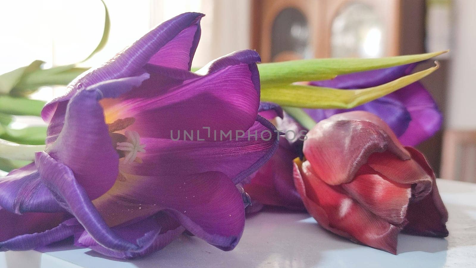 purple tulips with yellow centers, flowers, plant flora, botanical species variety. High quality photo