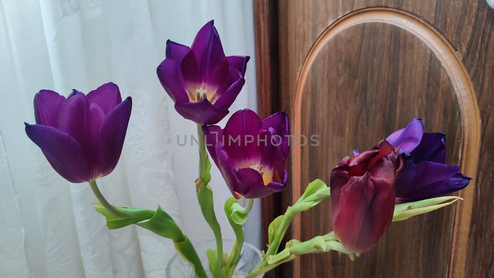purple tulips with yellow centers, flowers, plant flora, botanical species variety. High quality photo