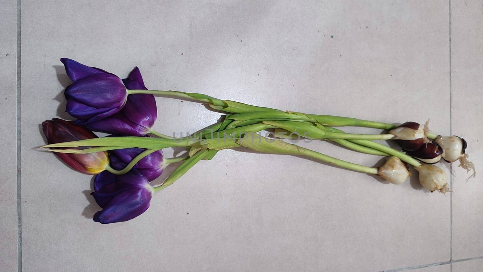 purple tulips with yellow centers, flowers, plant flora, botanical species variety. High quality photo