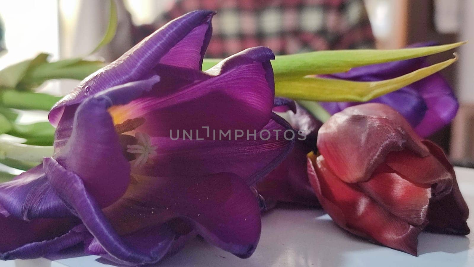 purple tulips with yellow centers, flowers, plant flora, botanical species variety. High quality photo