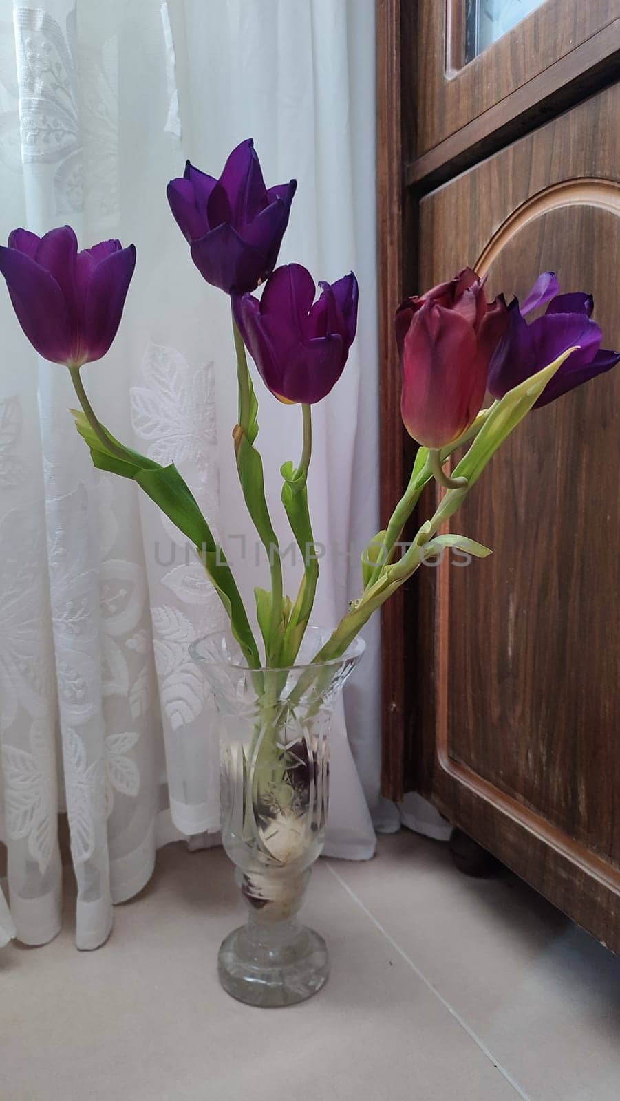 purple tulips with yellow centers, flowers, plant flora, botanical species variety. High quality photo