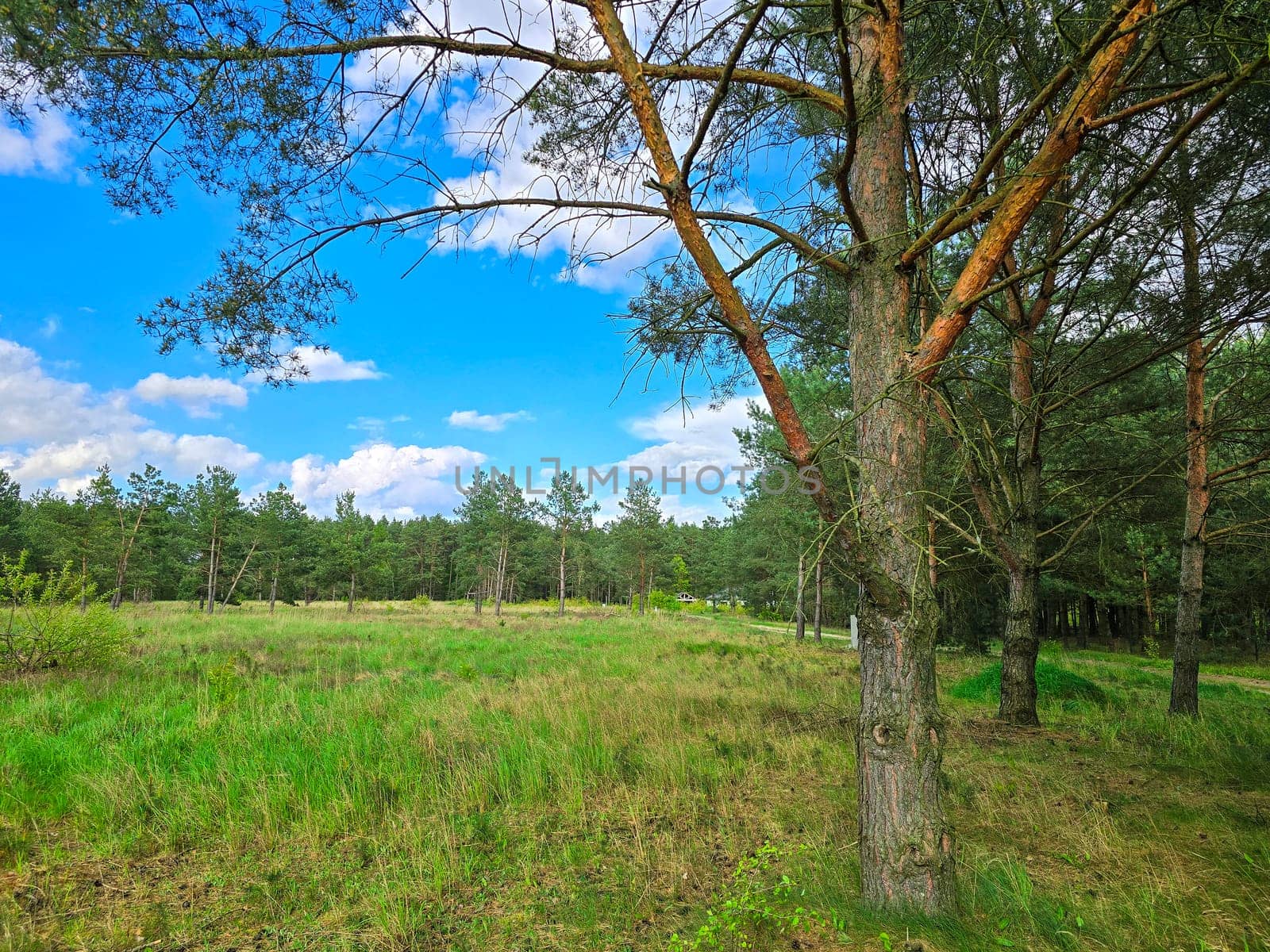 A pine tree, grass in the green forest, blue cloudy sky. High quality photo
