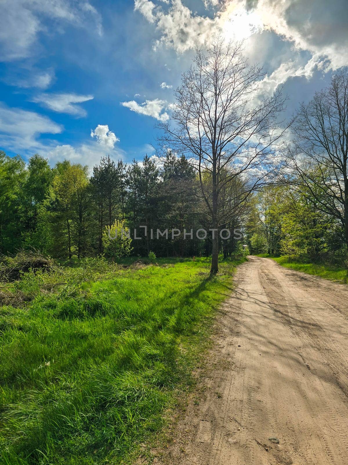 Picturesque view of a tree and a dirt road among the field in spring by stan111