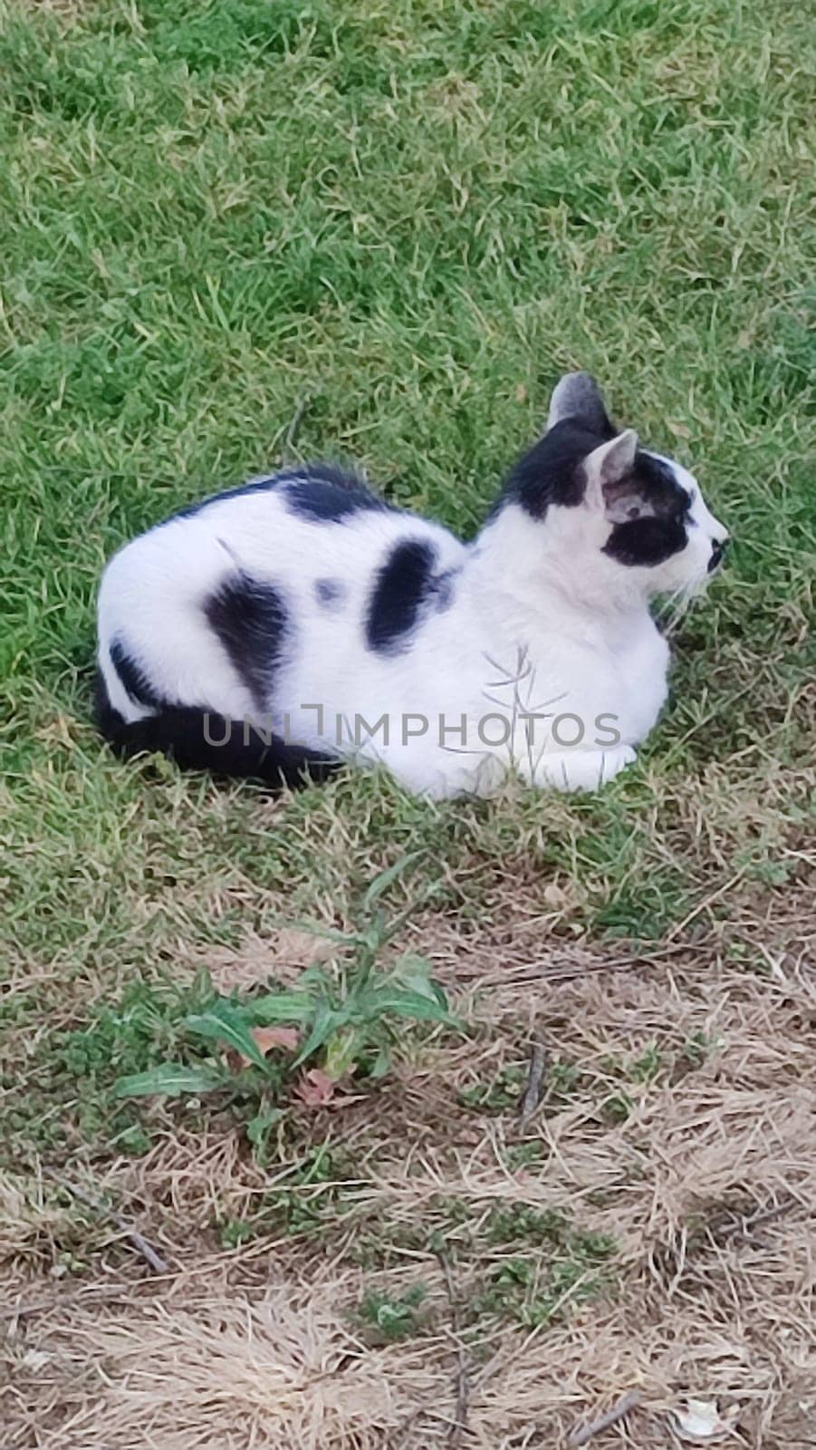 black and white cat sitting in green grass, pets, animals nature. High quality photo