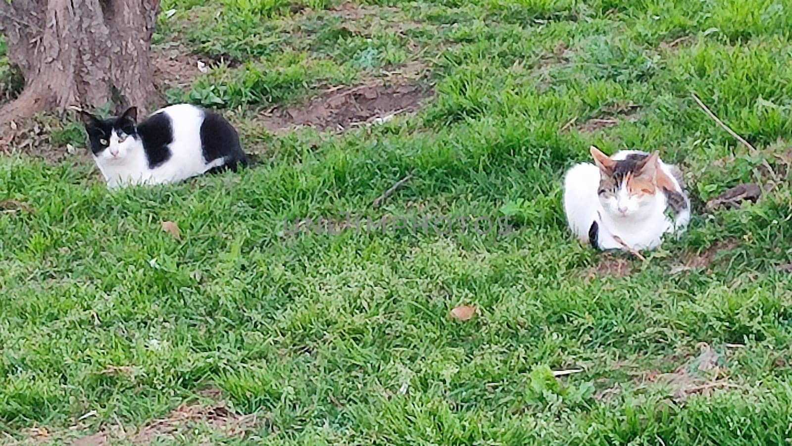 black and white cat sitting in green grass, pets, animals nature. High quality photo
