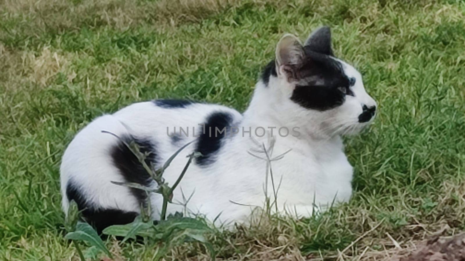 black and white cat sitting in green grass, pets, animals nature. High quality photo