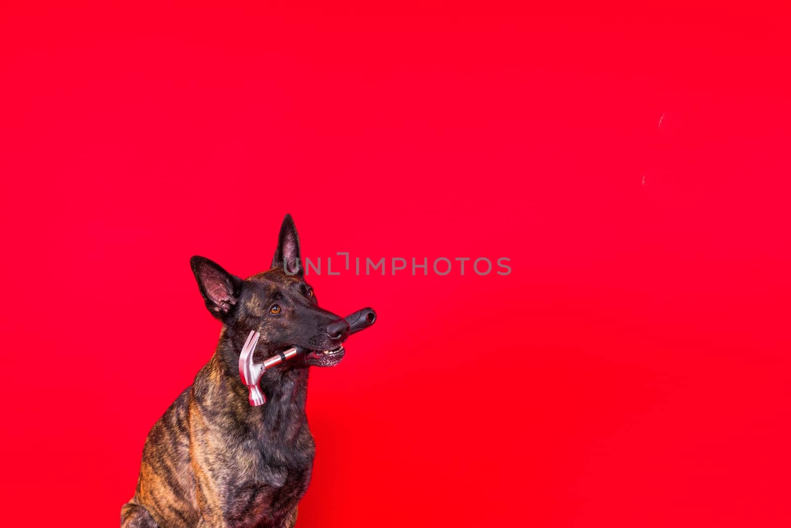 Dog with hammer isolated on a red and yellow background