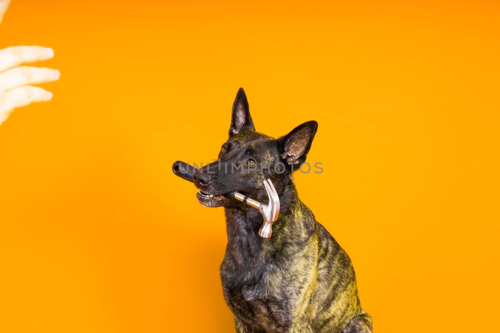 Dog with hammer isolated on red and yellow background by Zelenin
