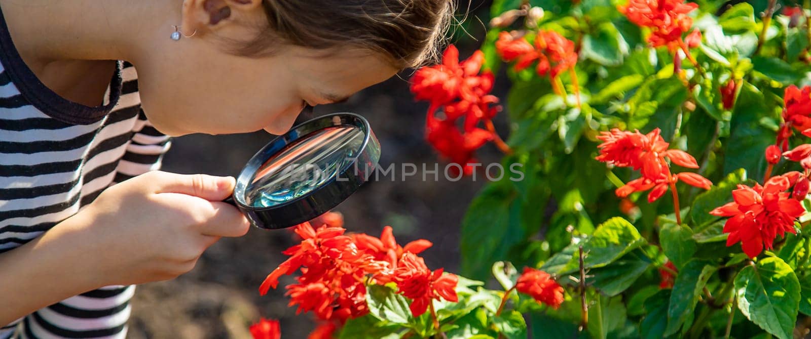 Children look through a magnifying glass at a plant. Selective focus. by yanadjana