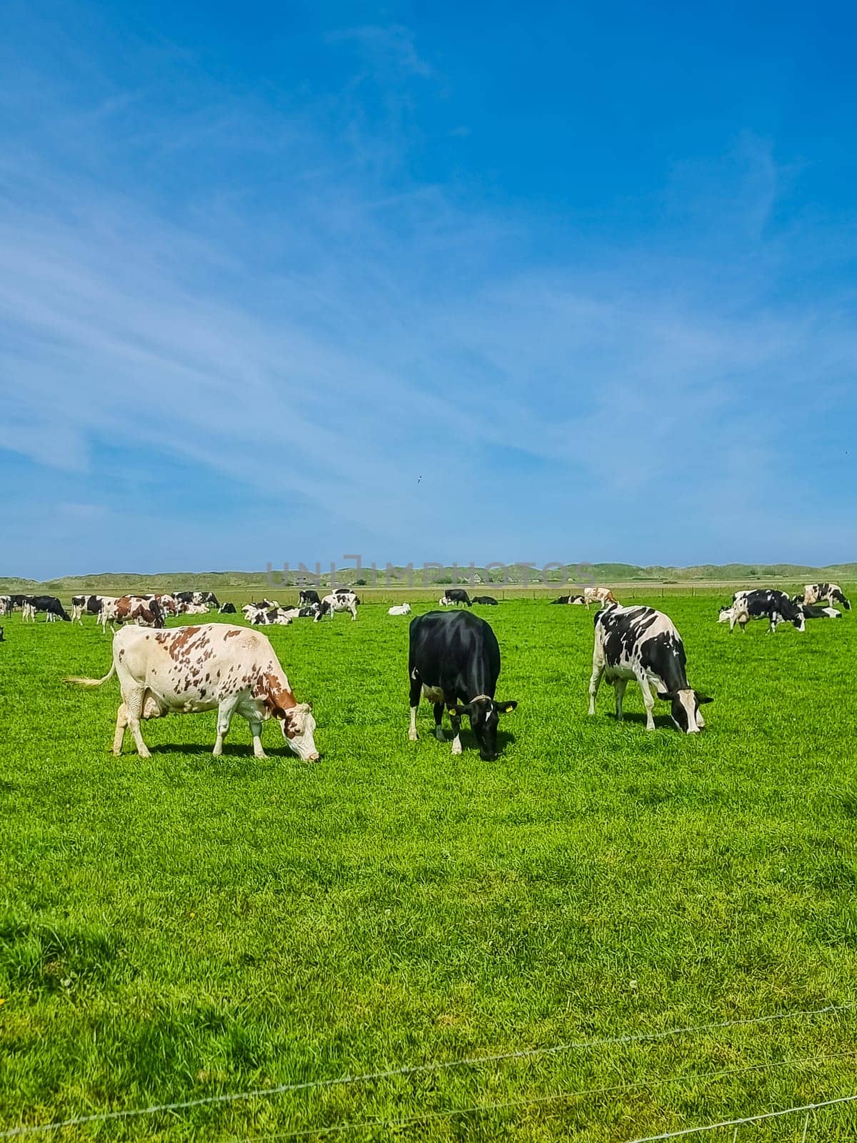 A herd of cows peacefully graze on a lush green field in Texel, Netherlands. The content cows are enjoying the fresh grass under the clear blue sky by fokkebok