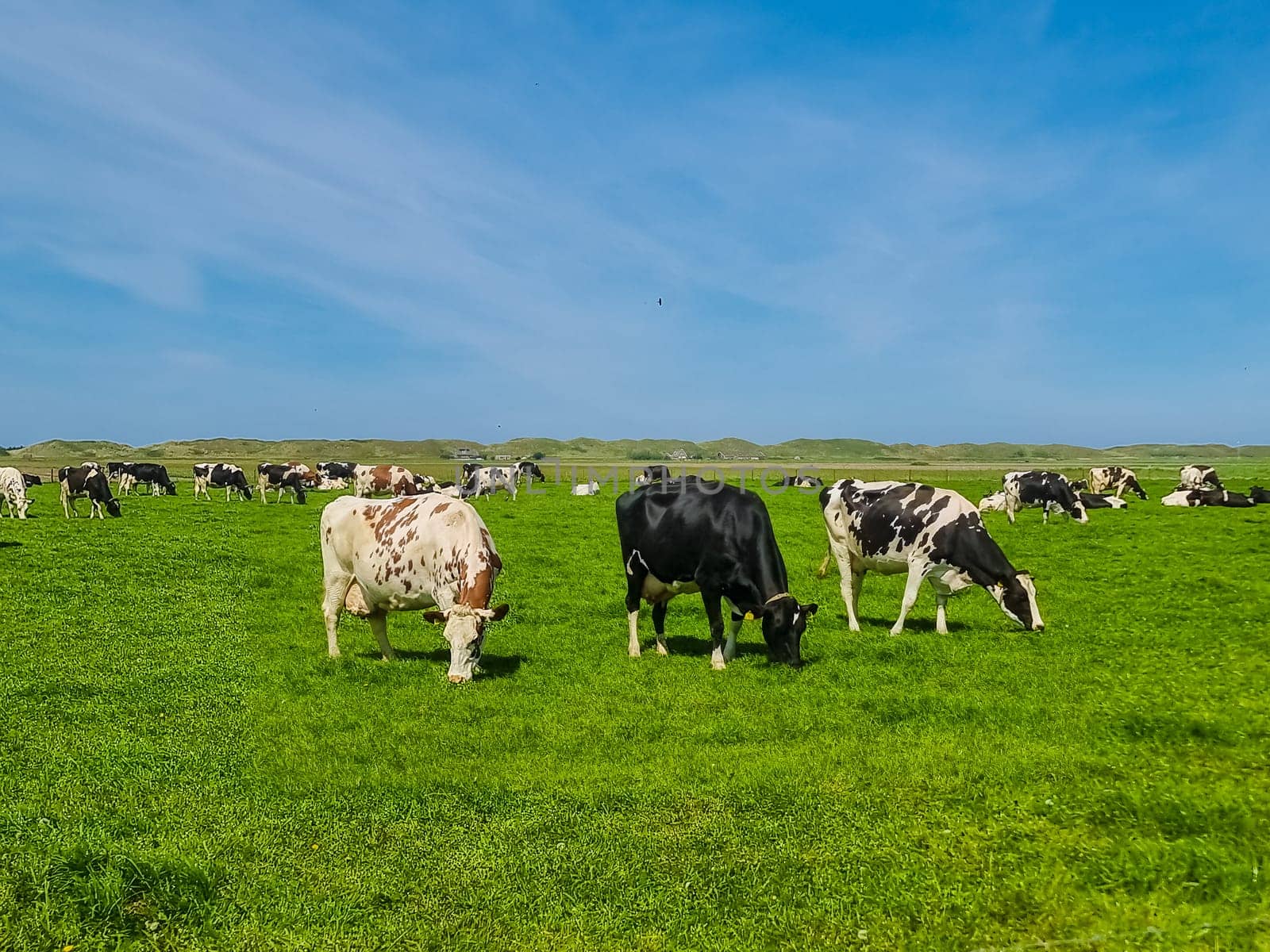 A lively group of cows peacefully grazing on a lush green field in Texel, creating a harmonious sight in nature.