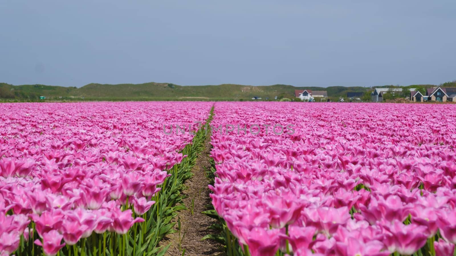 A breathtaking landscape of vibrant pink tulips stretching endlessly across a field in Texel, Netherlands, creating a mesmerizing sight of nature in full bloom.