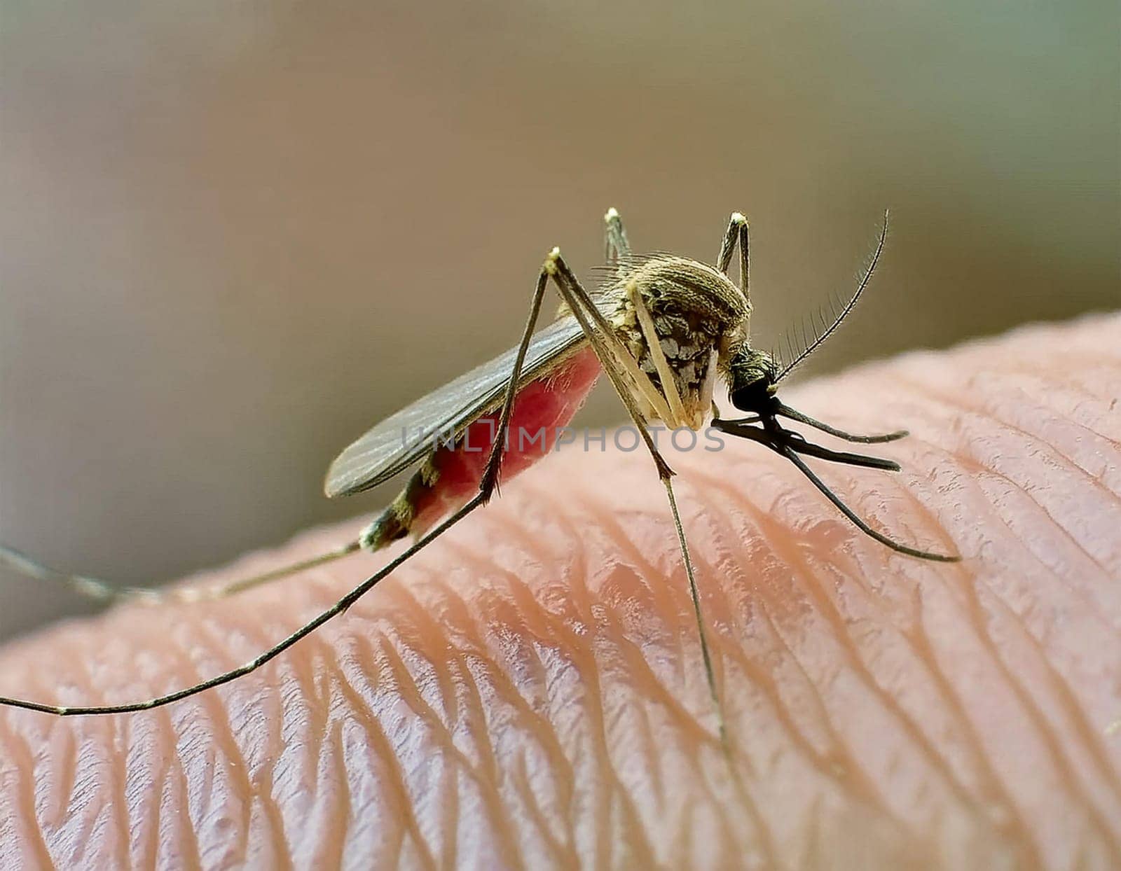 Aedes aegypti mosquito. Close-up of a mosquito sucking human blood, by JFsPic