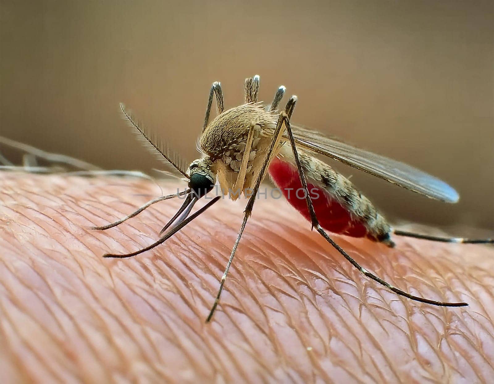 Dangerous malaria infected mosquito skin bite. Leishmaniasis, encephalitis, yellow fever, dengue fever, malaria disease, Mayaro or Zika virus, Culex infectious mosquito parasite, insect macro.